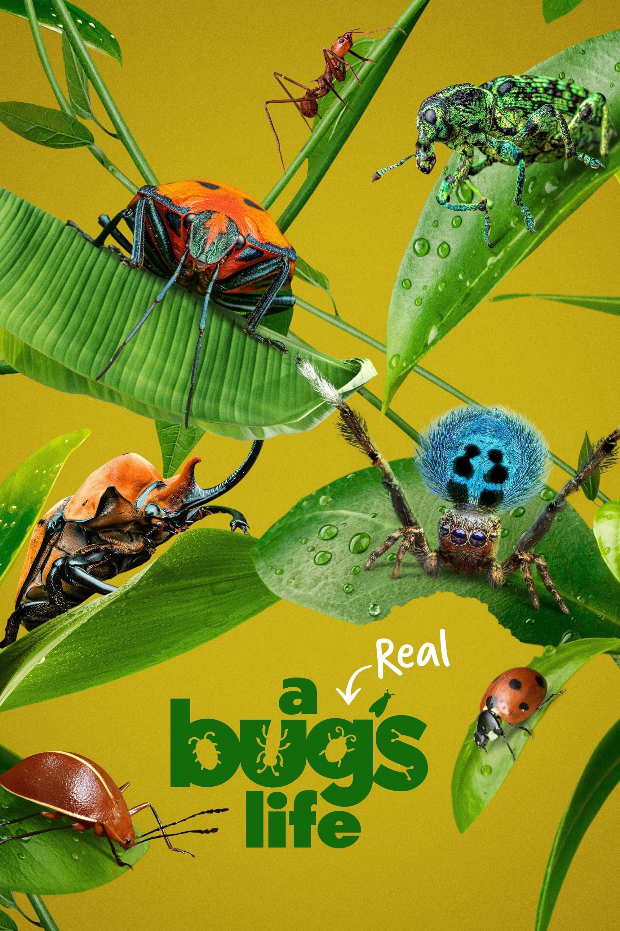 A Real Bug's Life